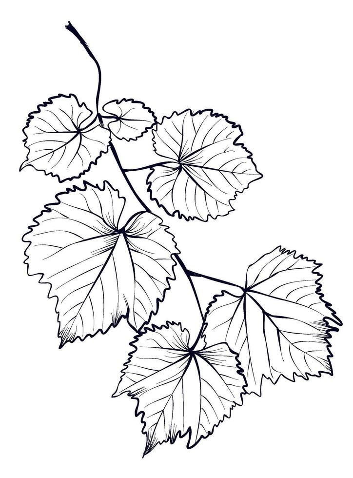 black and white hand-drawn drawing of a grape branch vector