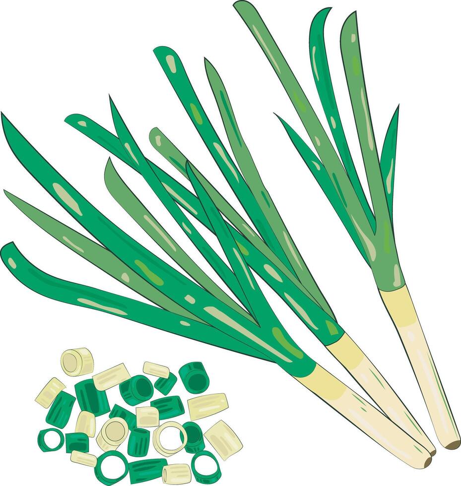 Chopped Green Onion Element Chives Slices Illustration Graphic Element Art Card vector