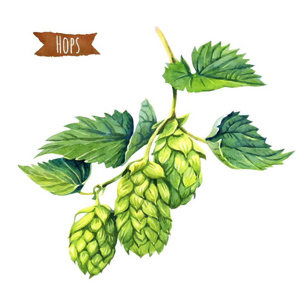 Detailed hand drawn watercolor illustration of hops with leaves vector