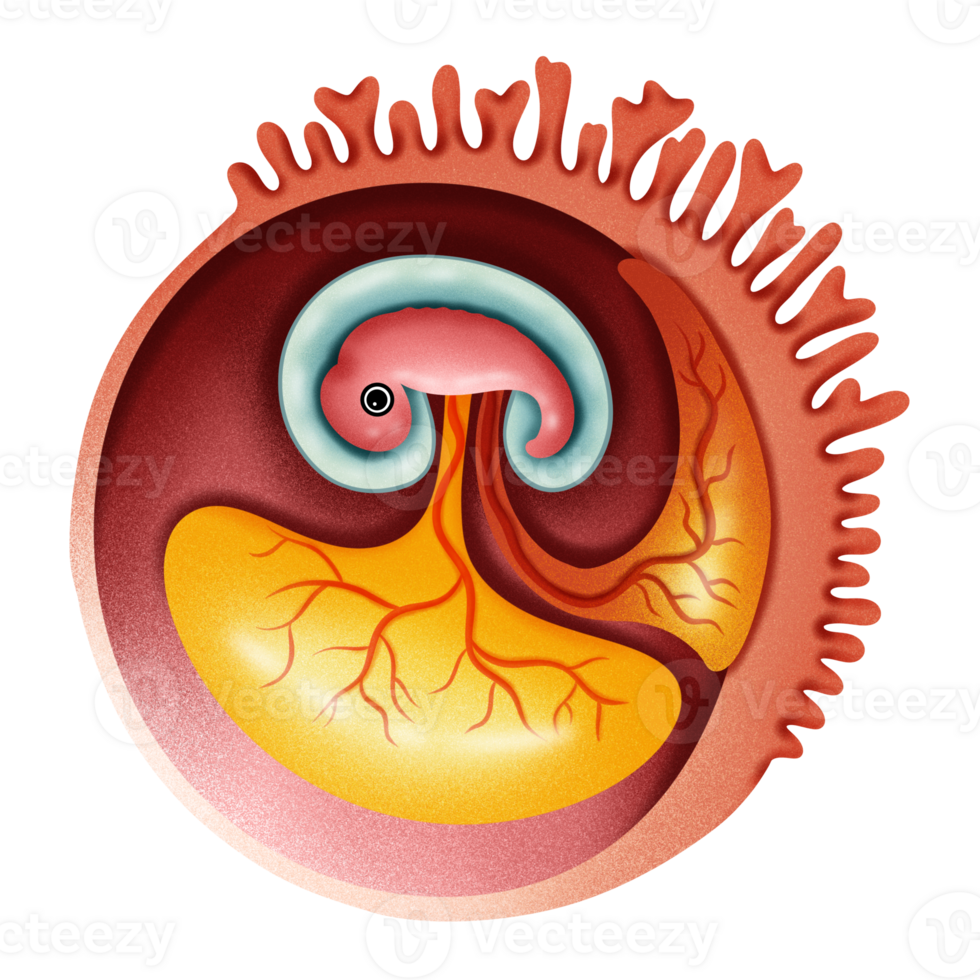 Embryo of Human illustration by hand drawn png