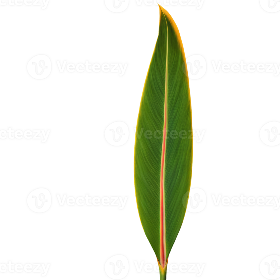 Bird of paradise leaf long pointed blade like leaf with prominent midrib Strelitzia nicolai png