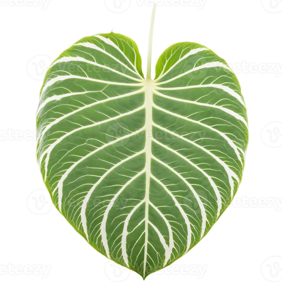 Alocasia leaf large shield shaped leaf with prominent white veins Alocasia Frydek png