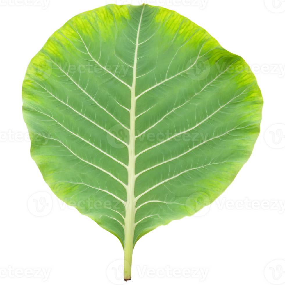 Elephant ear leaf massive arrow shaped leaf with prominent veins and slightly wavy edges Colocasia png