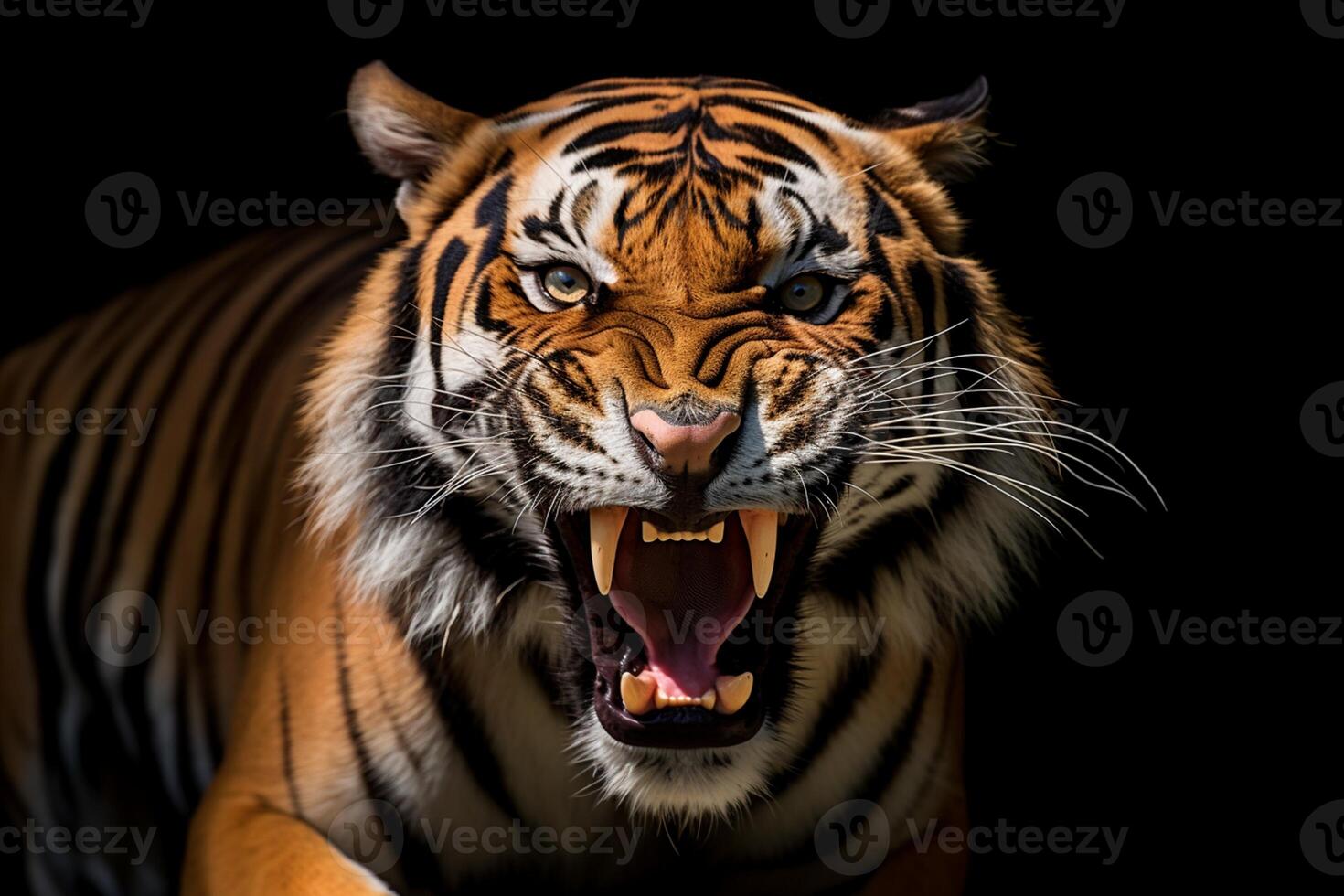 Closeup portrait of tiger face, roaring, Generated AI photo