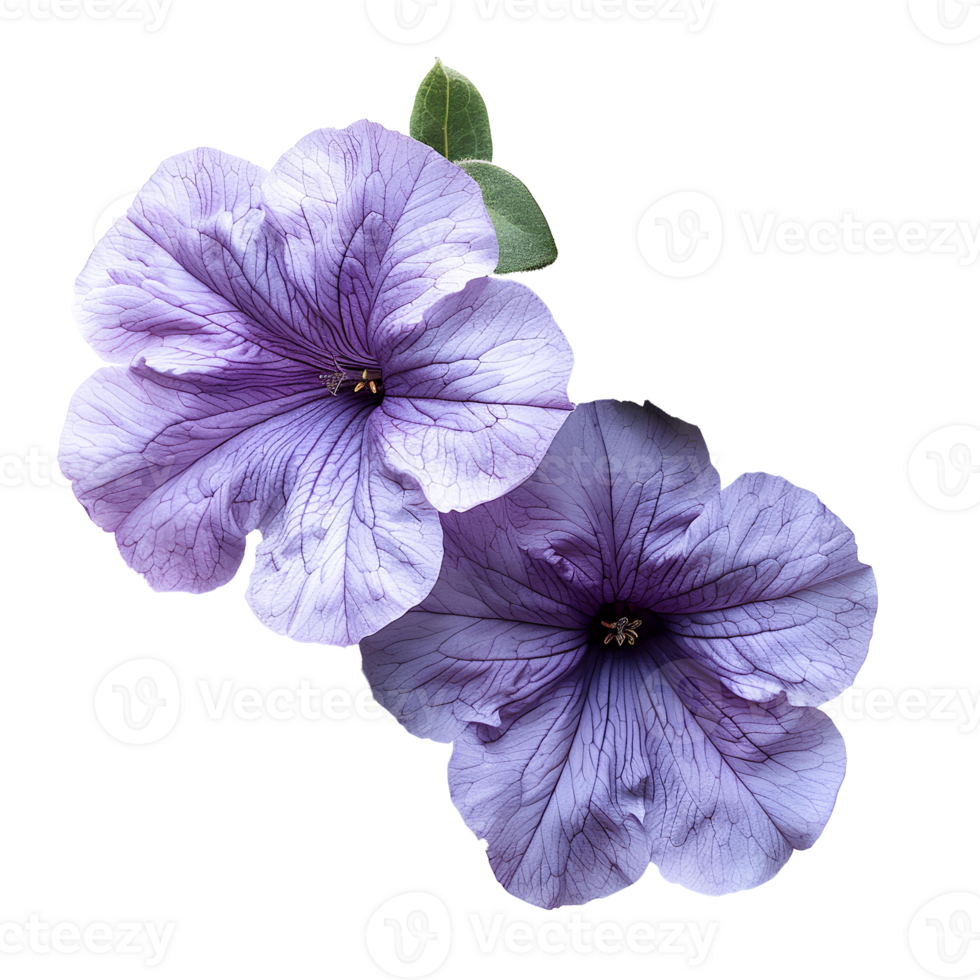Purple petunia flower. Purple petunia flower top view isolated. Summer flower petunia flat lay. Summertime bloom png