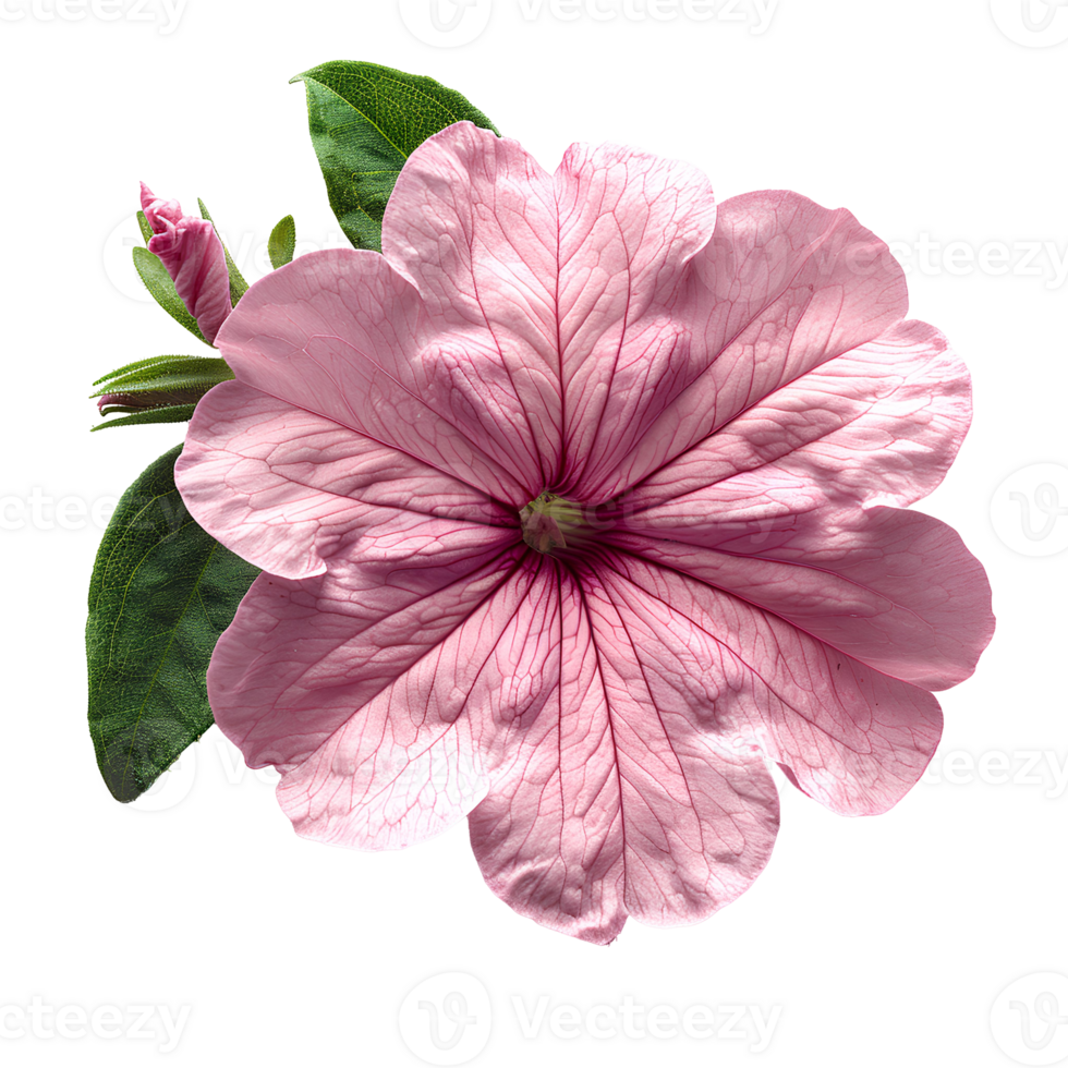Pink petunia flower. Pink petunia flower top view isolated. Summer flower petunia flat lay. Summertime bloom png