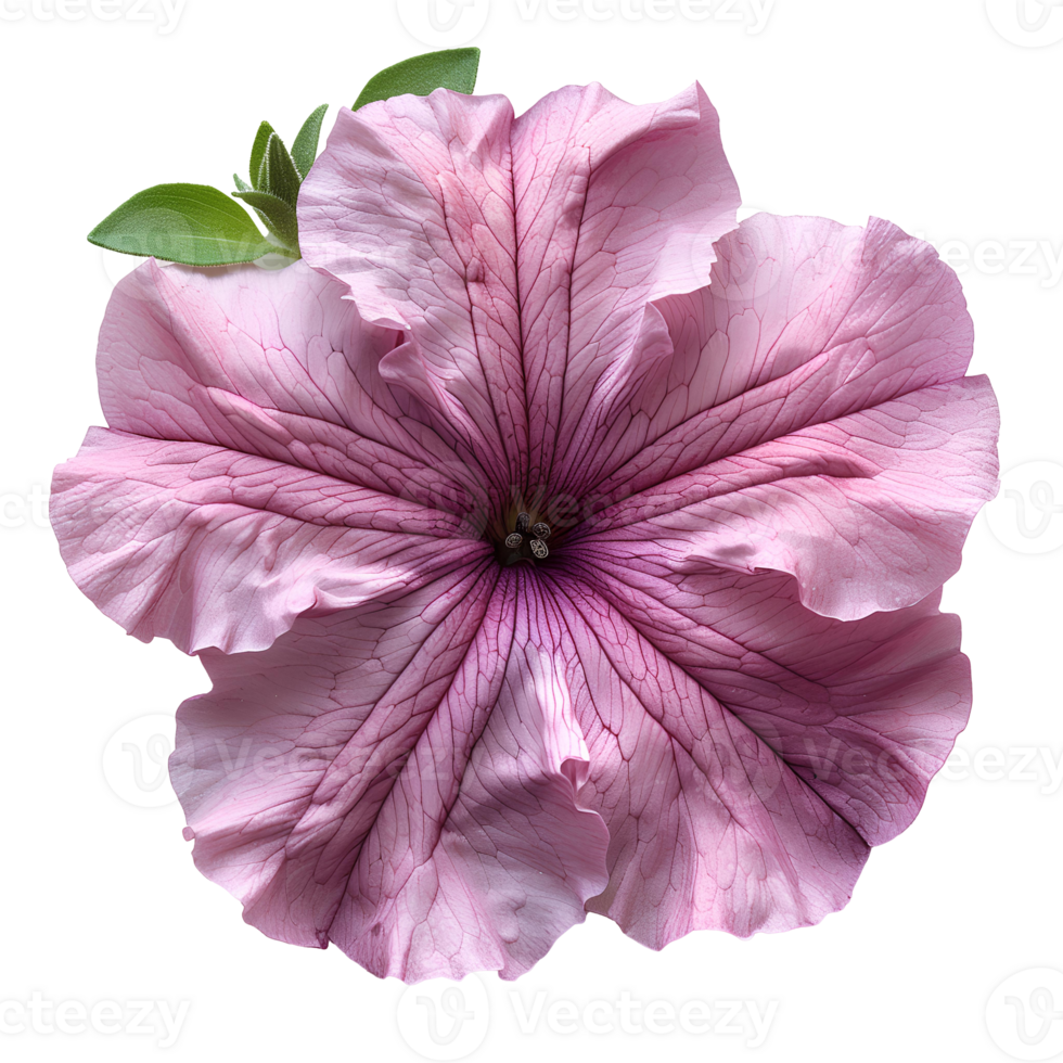 Pink petunia flower. Pink petunia flower top view isolated. Summer flower petunia flat lay. Summertime bloom png