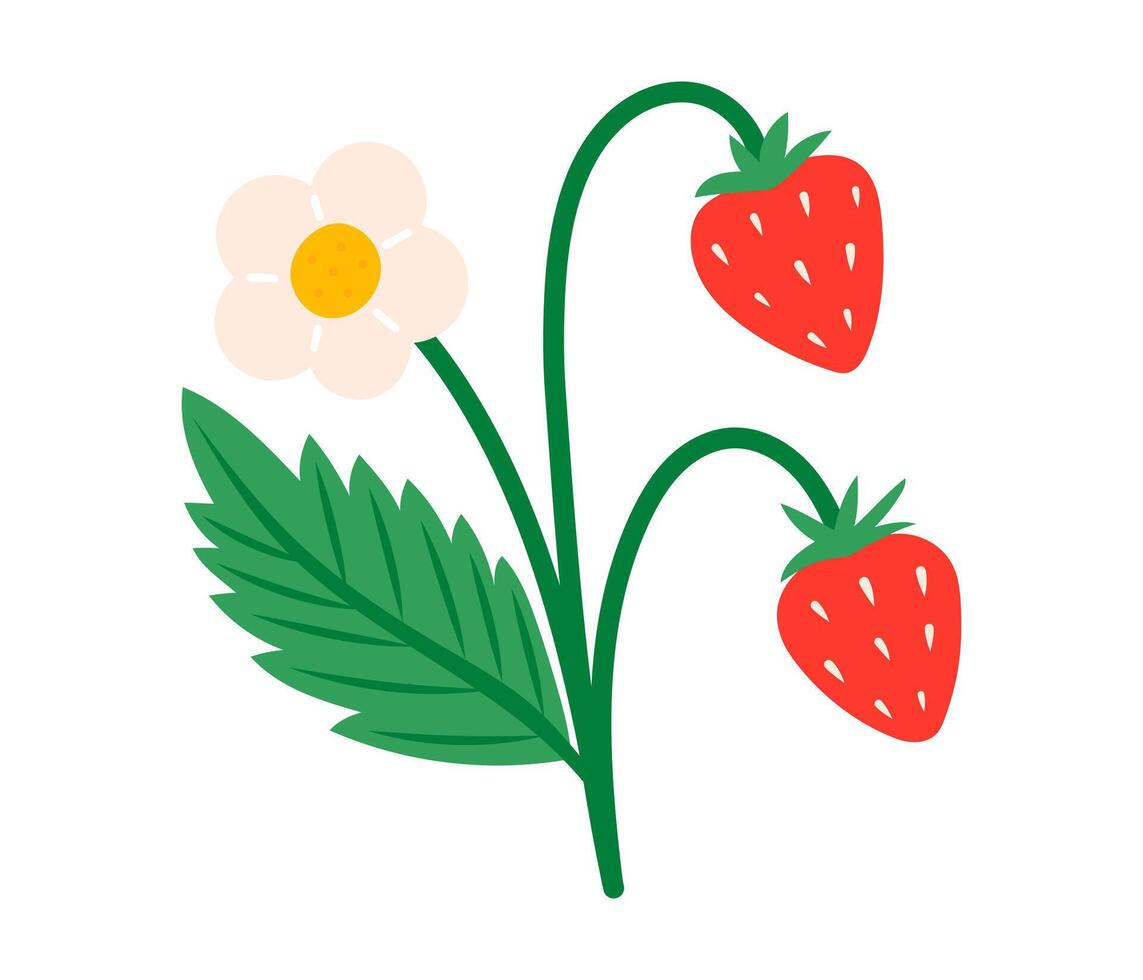 Strawberry with leaves and flowers. Juicy summer berries. Flat illustration isolated on white background vector