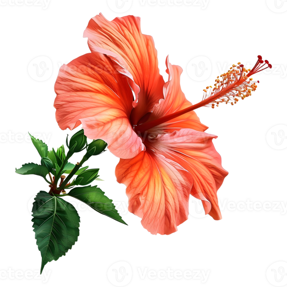 Hibiscus Plant on Transparent Background png