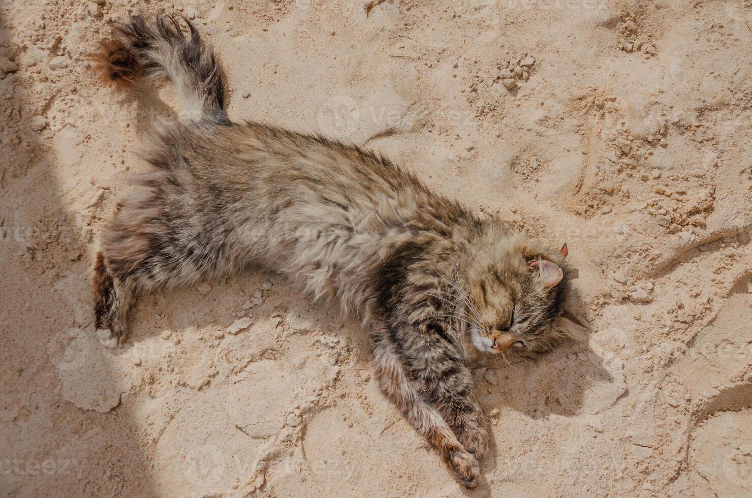 Street stray fluffy cat basking in the sand photo
