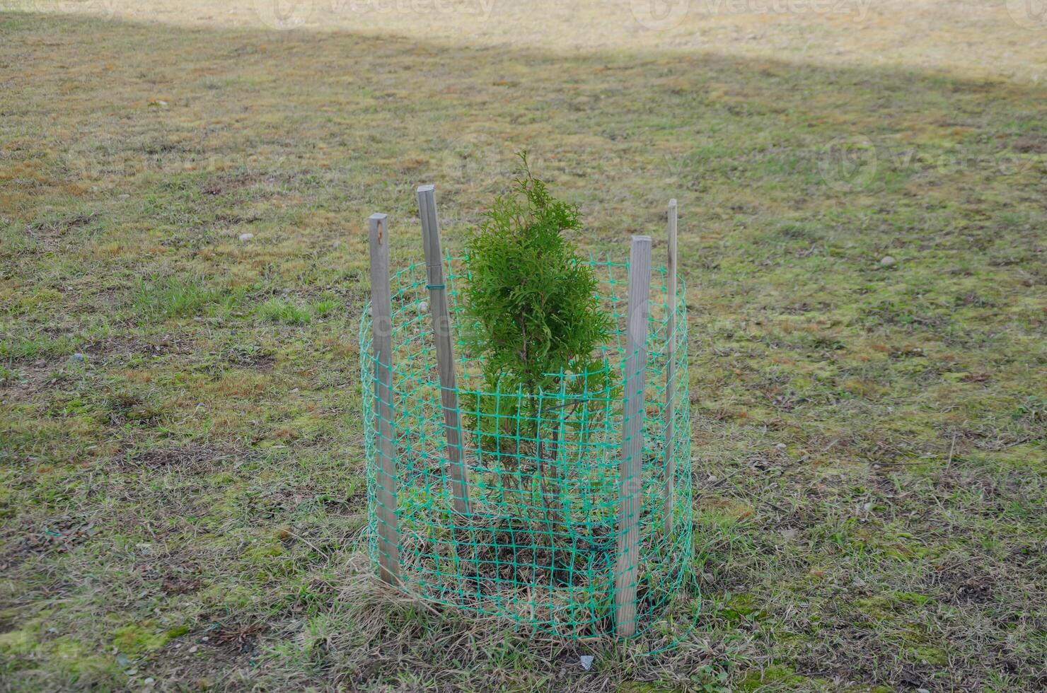 Thuja seedlings are planted on the lawn and covered with a net. High quality photo