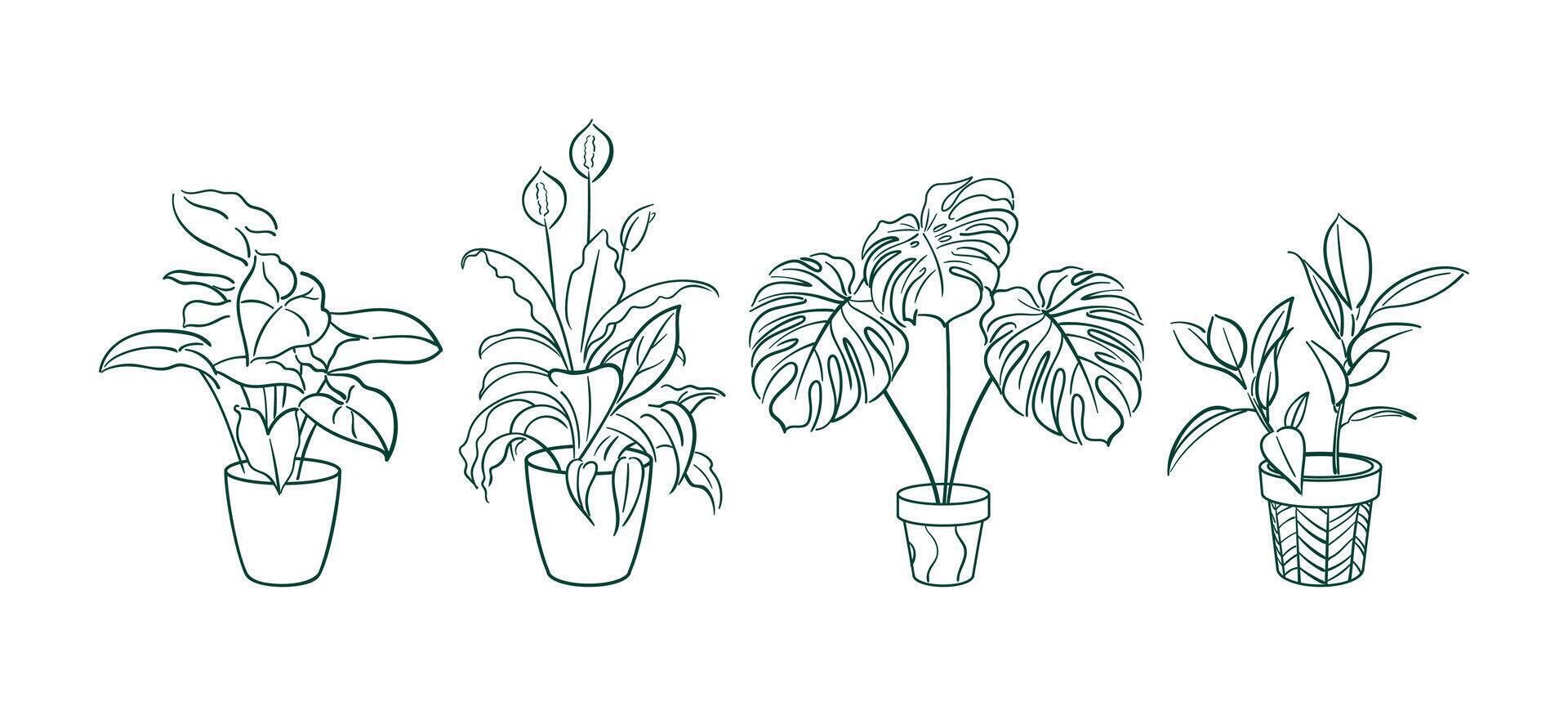 Set Exotic plant in a pot. Ficus, Syngonium, Monstera, Spathiphyllum. Home floriculture, house plants, hobby. Botanical Outline illustrations in hand drawn style. Vintage. stickers, design elements. vector
