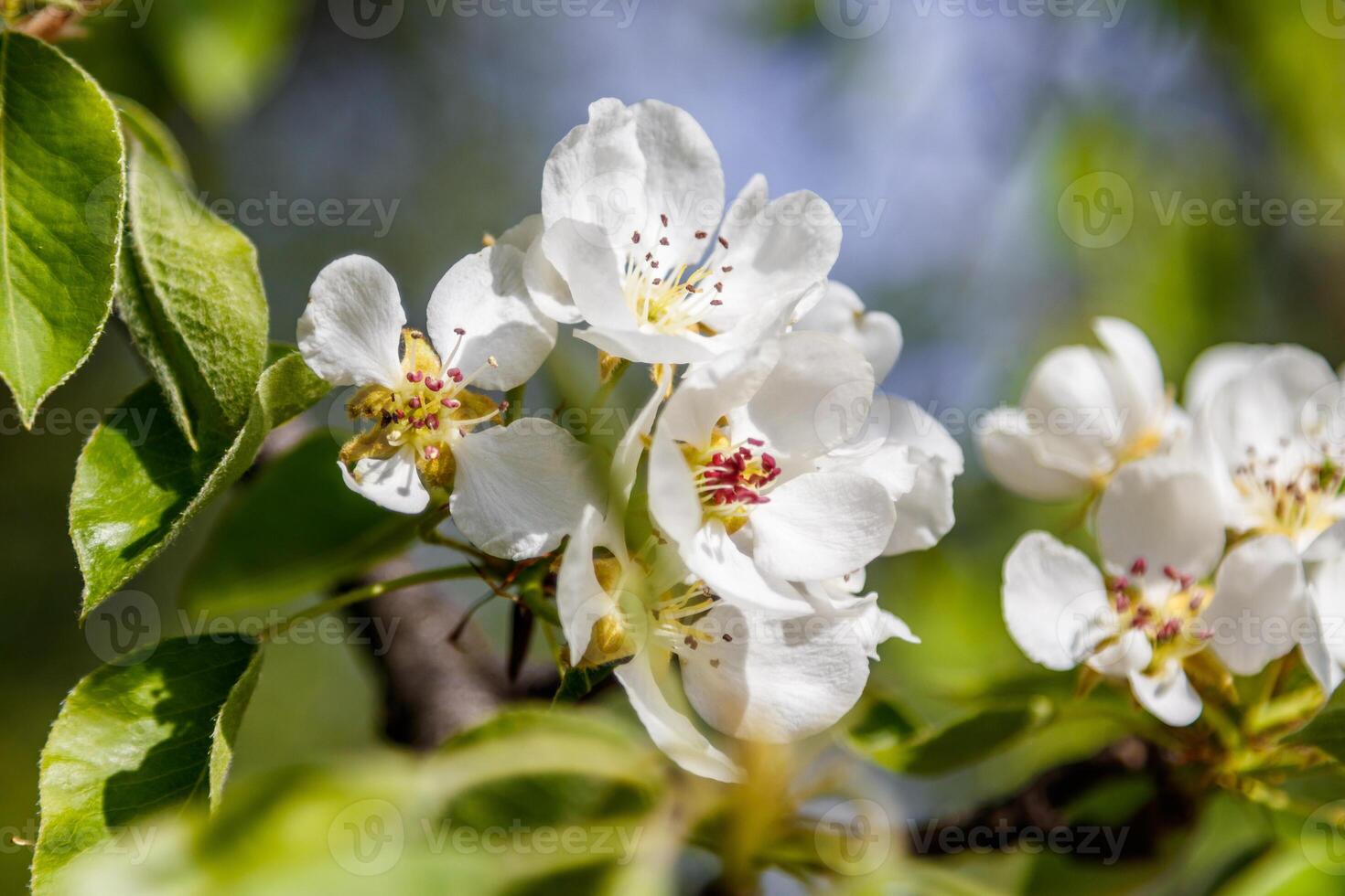 Beautiful spring blossoming tree branches with white flowers macro photo