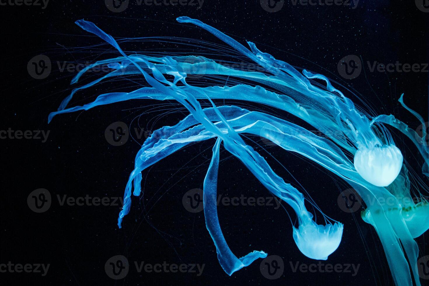 macro of a beautiful jellyfish chrysaora chinensis photo