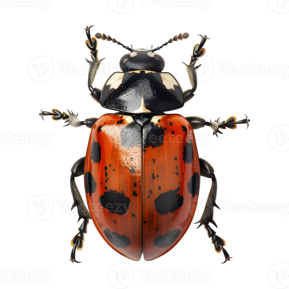 Ladybug on Transparent Background png