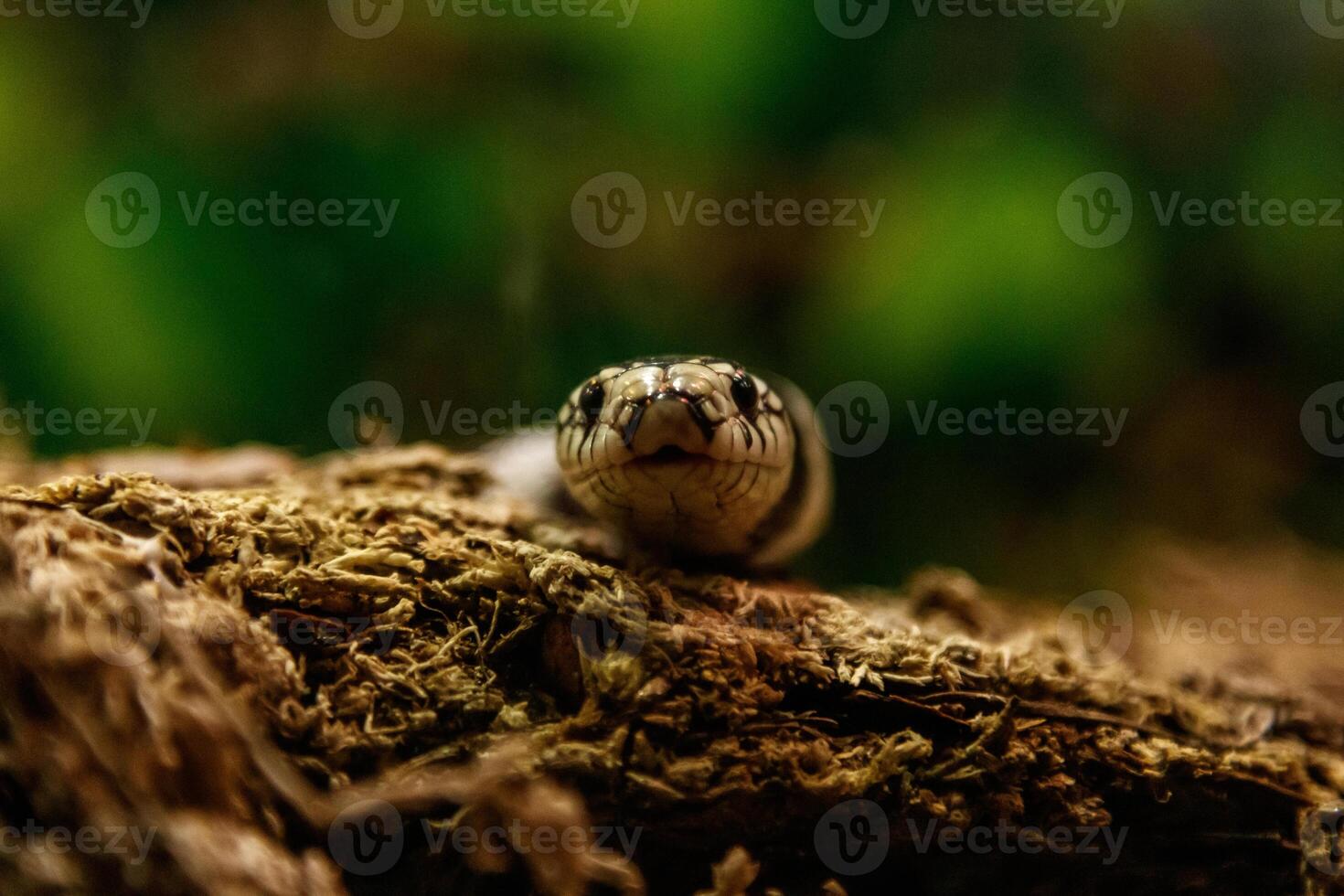 snake lampropeltis getula californiae photo