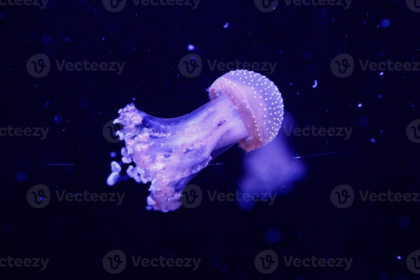 macro of a beautiful jellyfish phyllorhiza punctata photo