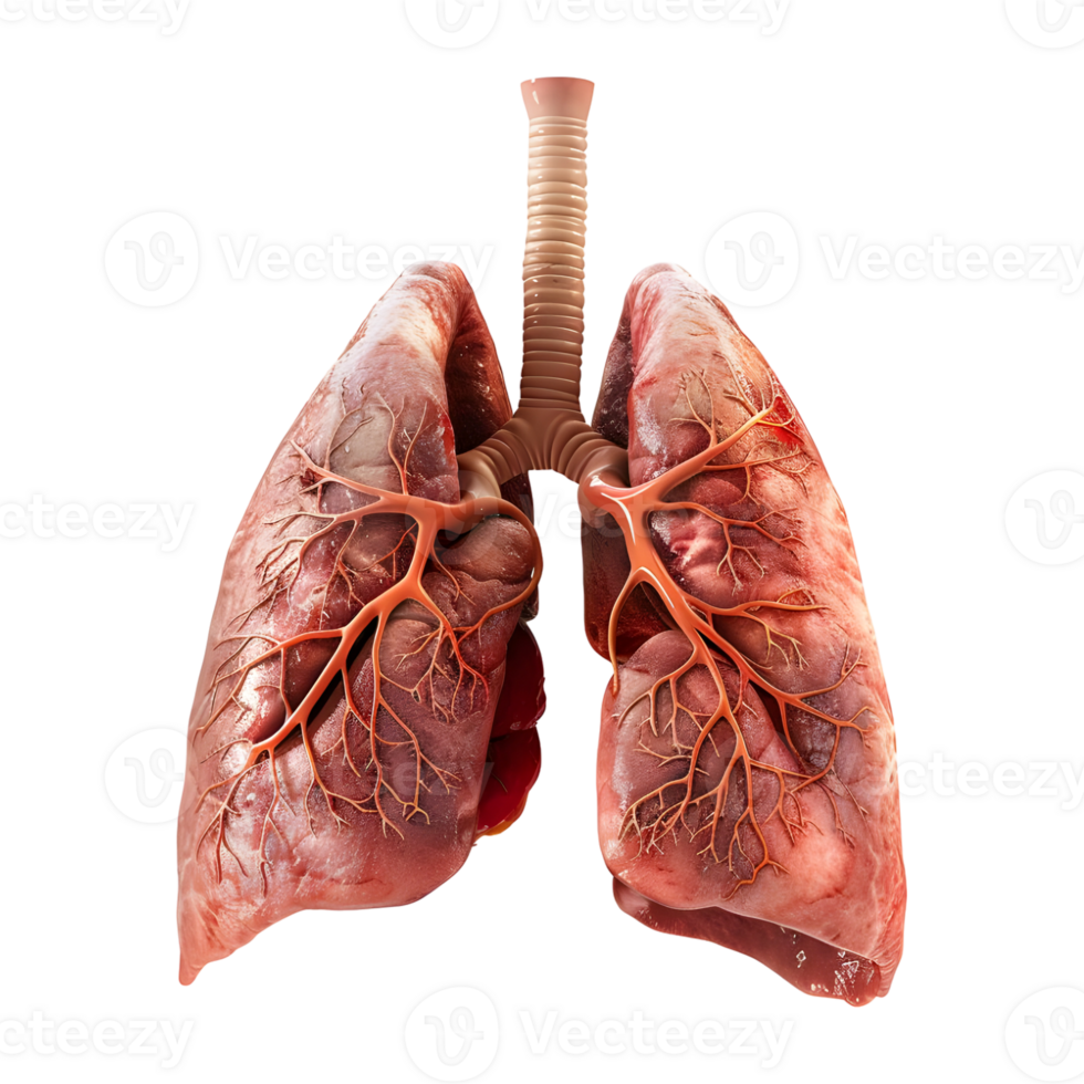 Human Lungs Organ on Transparent Background png