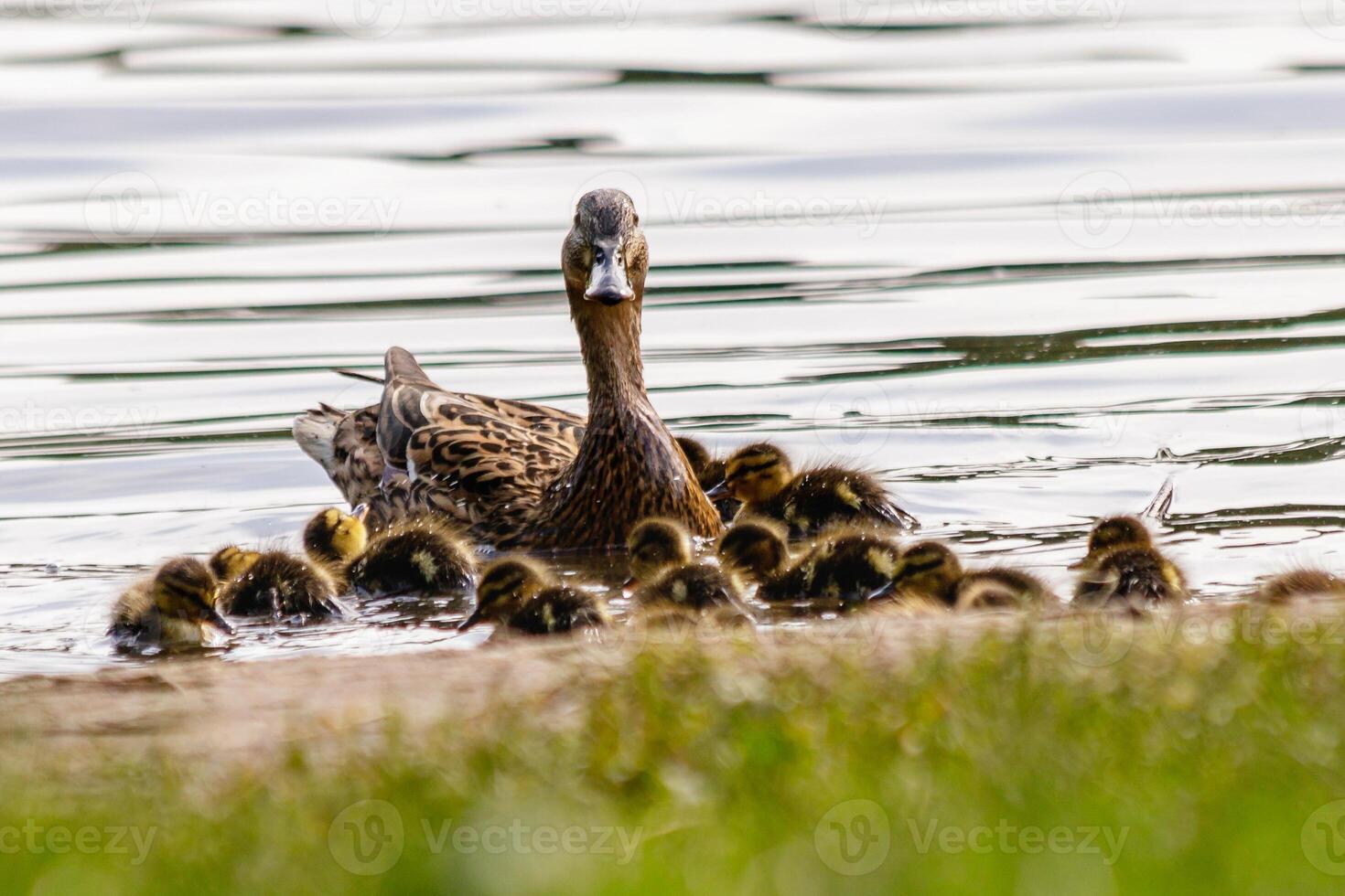 duck with ducklings swimming on the water body photo