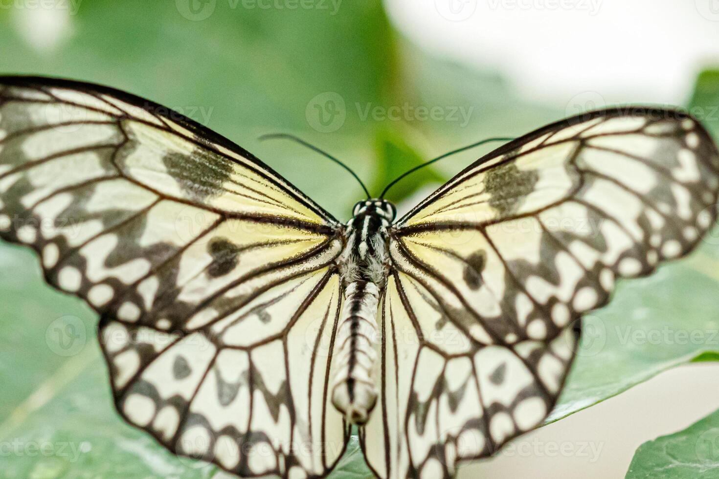 macro beautiful butterfly Idea leuconoe photo