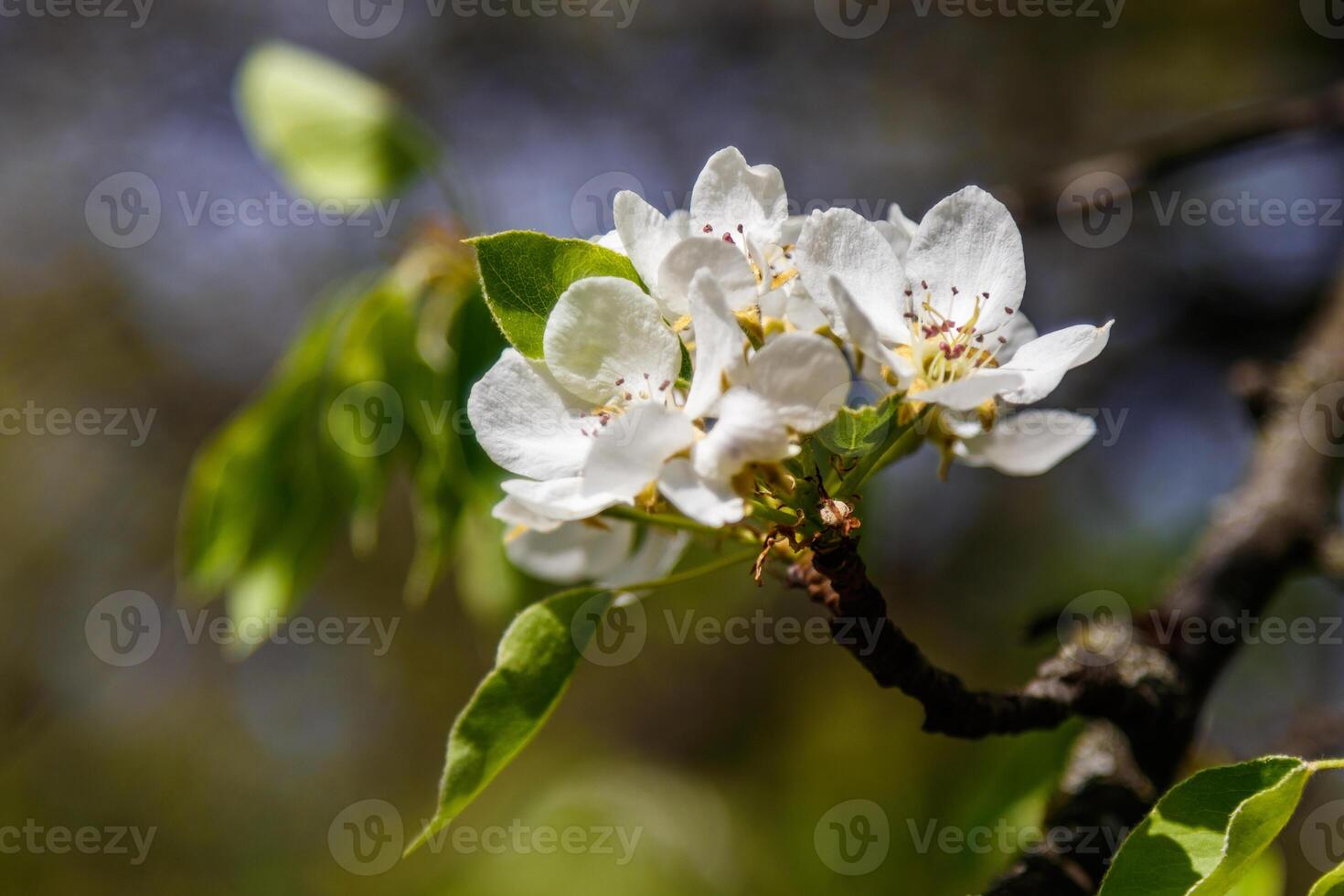 Beautiful spring blossoming tree branches with white flowers macro photo