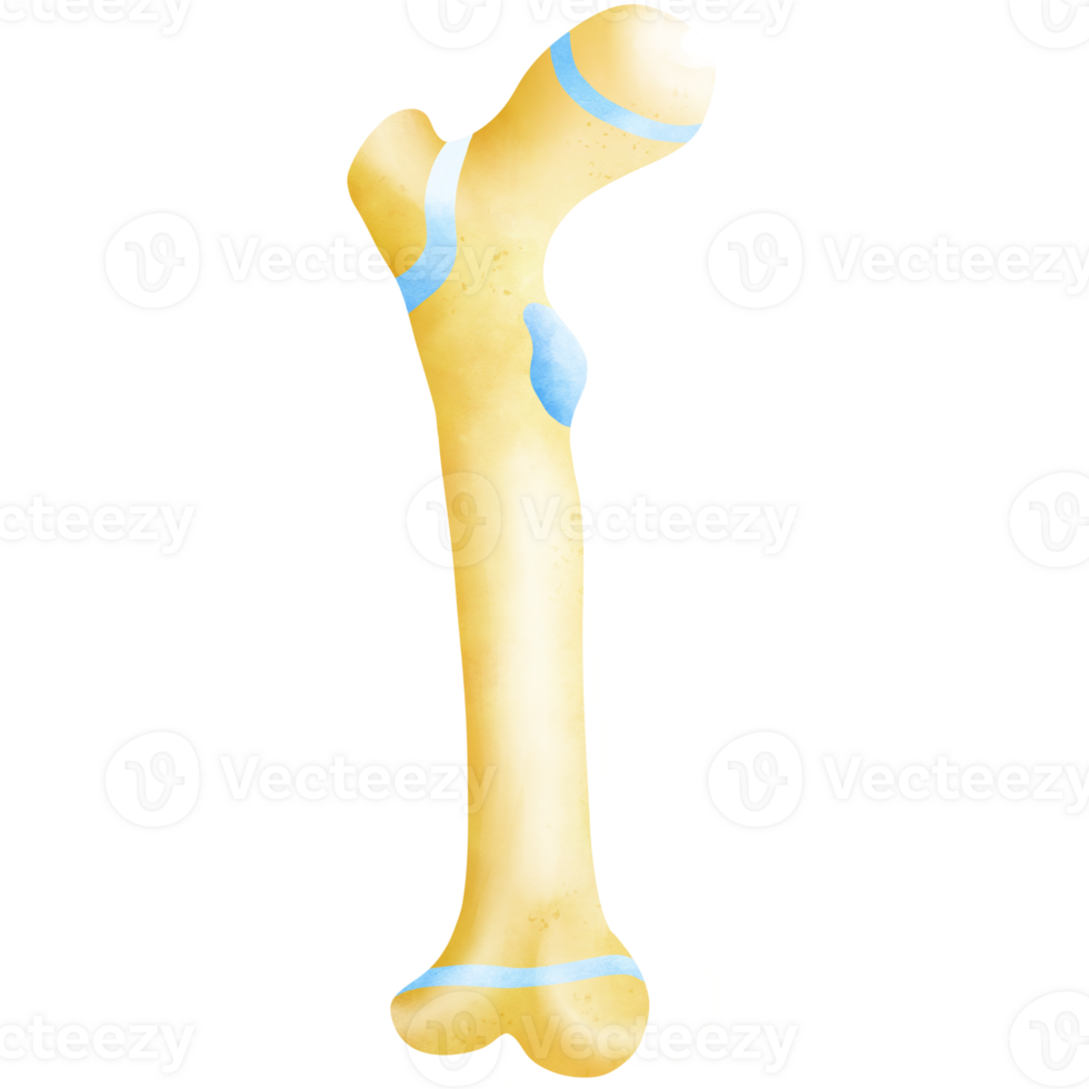 The femur is the long bone inside the thigh png