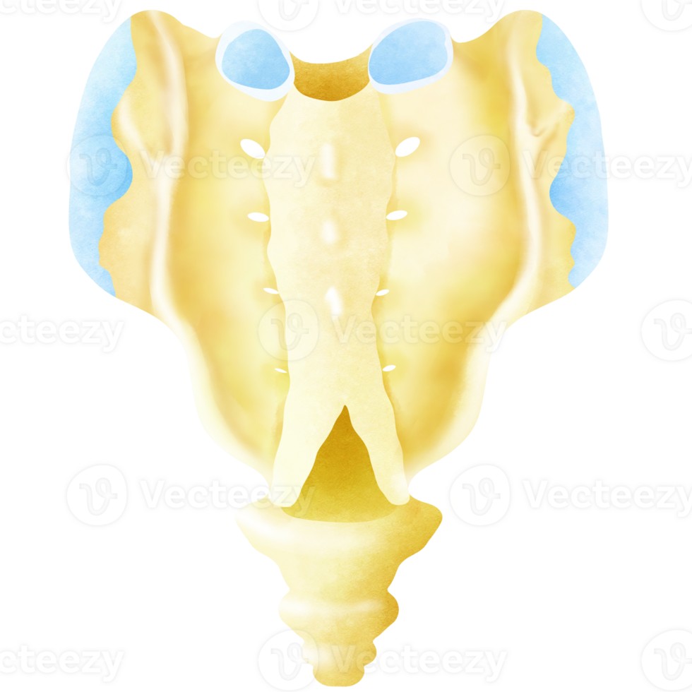 The structure of the stingray's sacral bone and coccyx on the back png