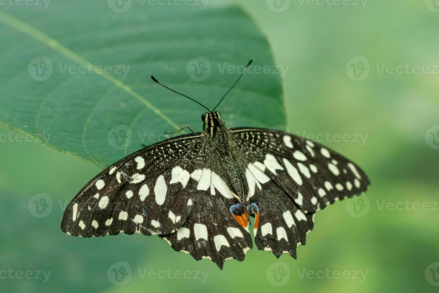 macro beautiful butterfly Papilio demoleus photo