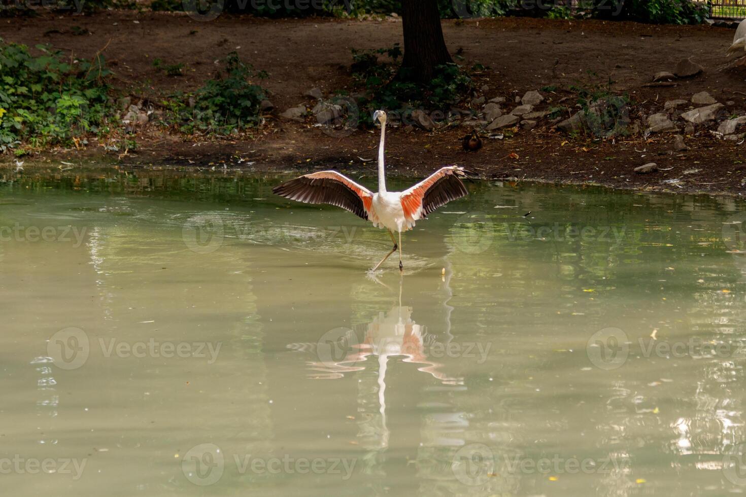 beautiful pink flamingos with beak and loose wings photo