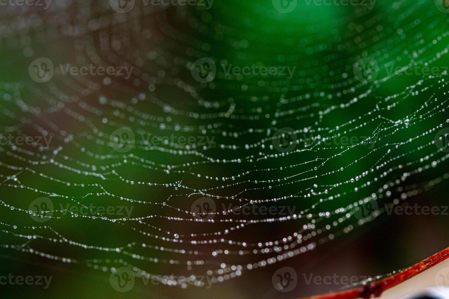 beautiful cobweb in the sun with dew drops photo