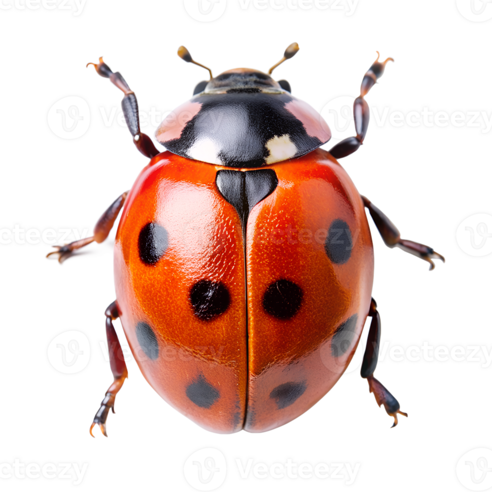 Ladybug isolated on background png