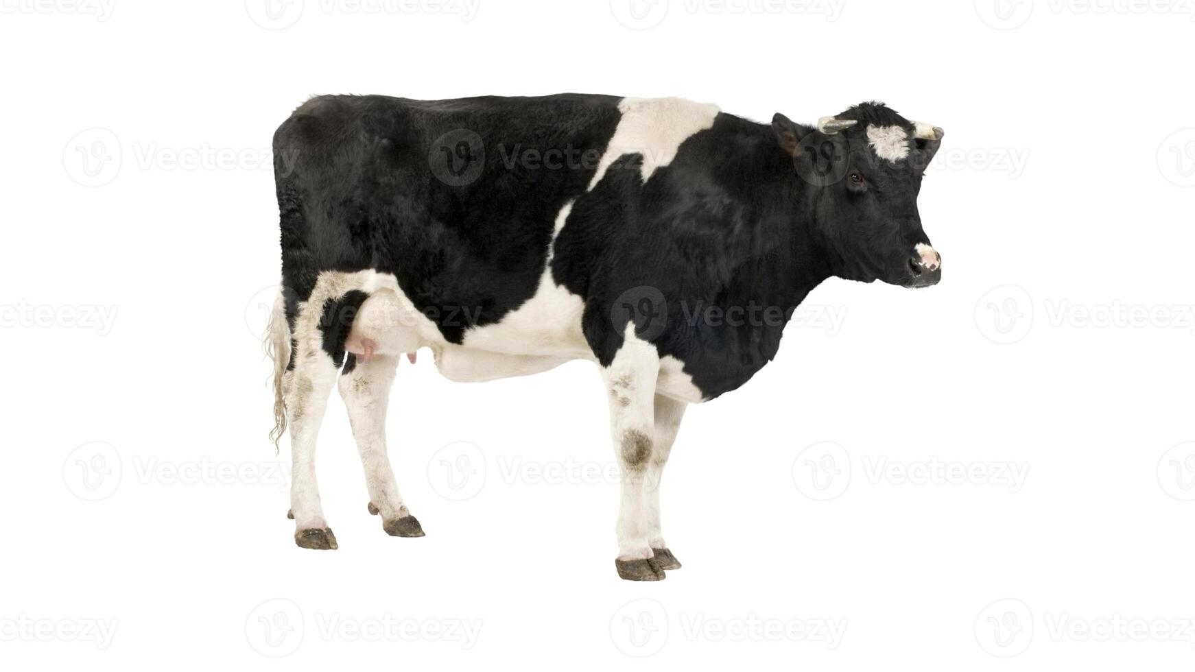 a black and white cow with a picture of a cow on it photo