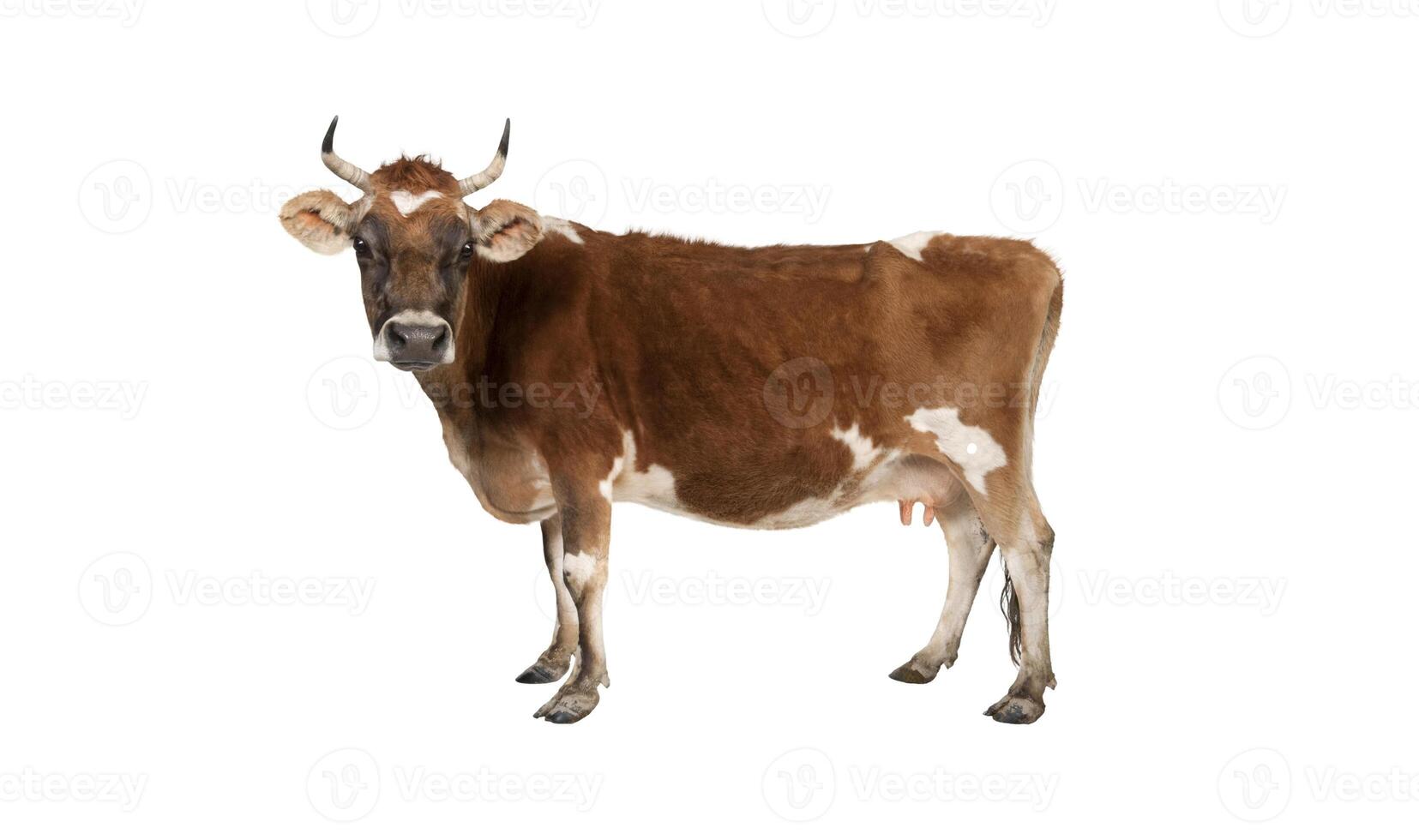 a cow with horns is standing in front of a white background photo