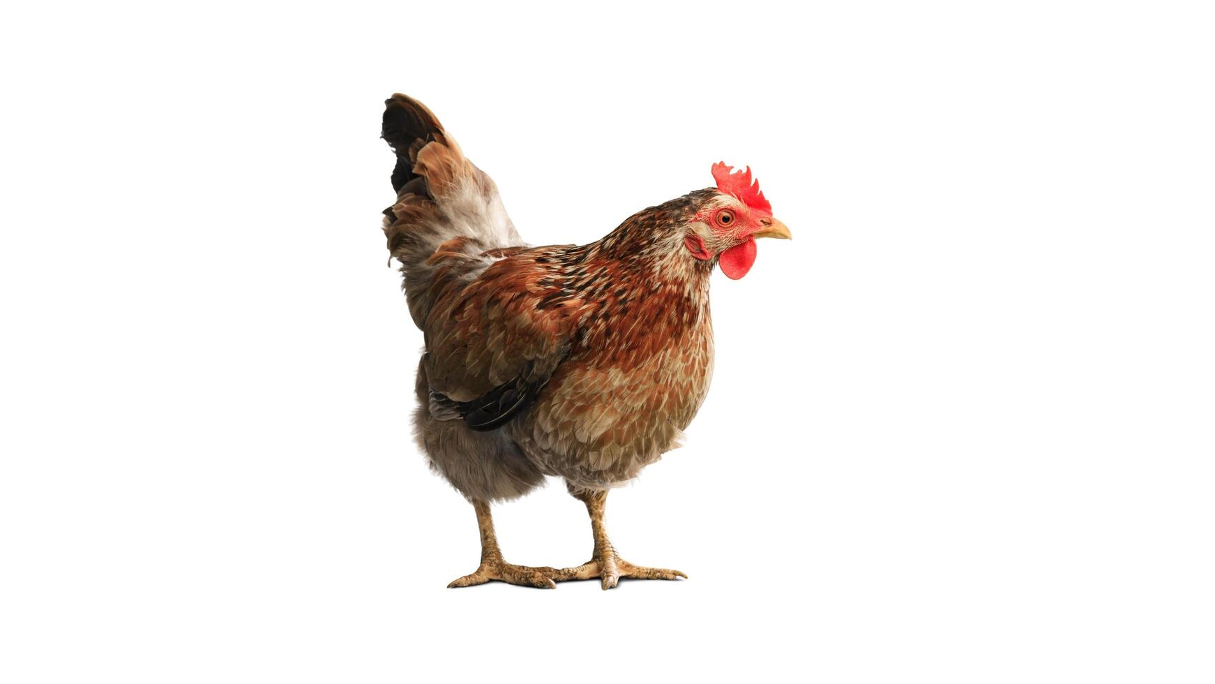 Portrait of a curious chicken, closeup, isolated on white background photo