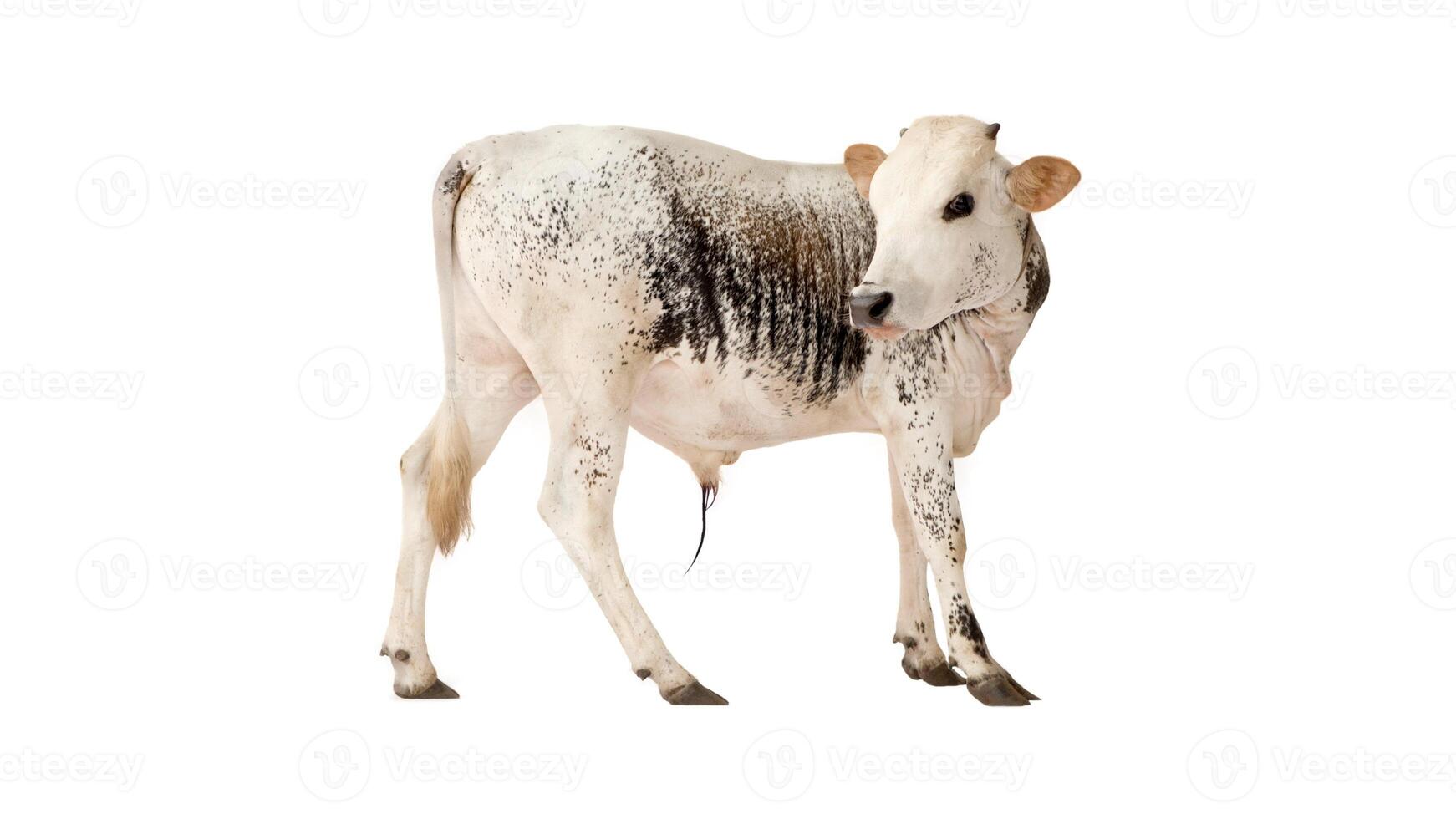 a cow with spots on its body and the number 1 on it photo