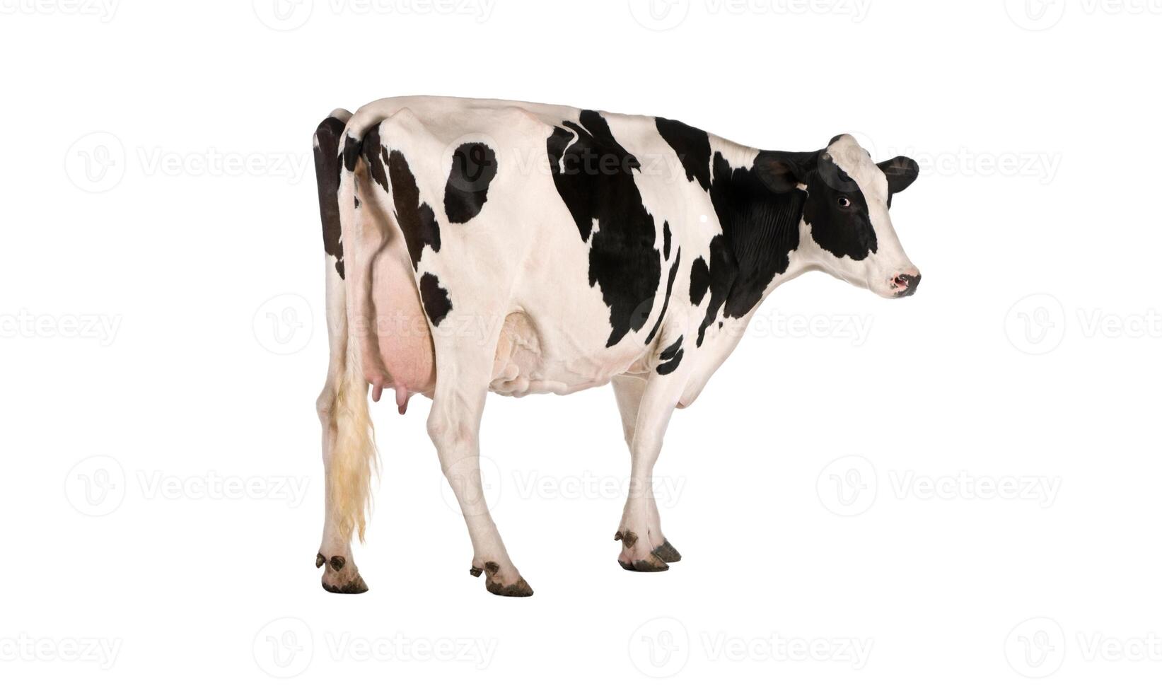 a cow with a black and white face and the words cow on it photo