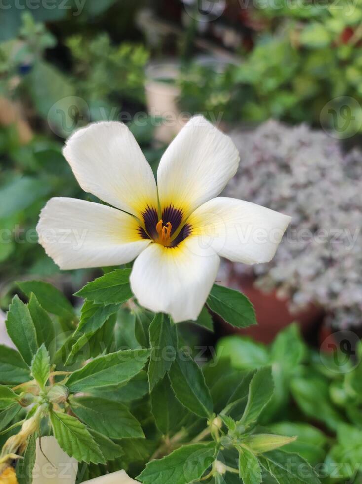 Turnera subulata in full bloom, the center of the petals is yellow and black. photo