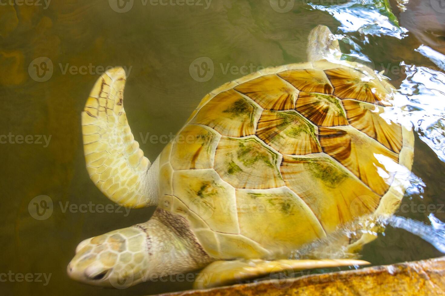 White albino sea turtle hawksbill turtle loggerhead sea turtle swims. photo