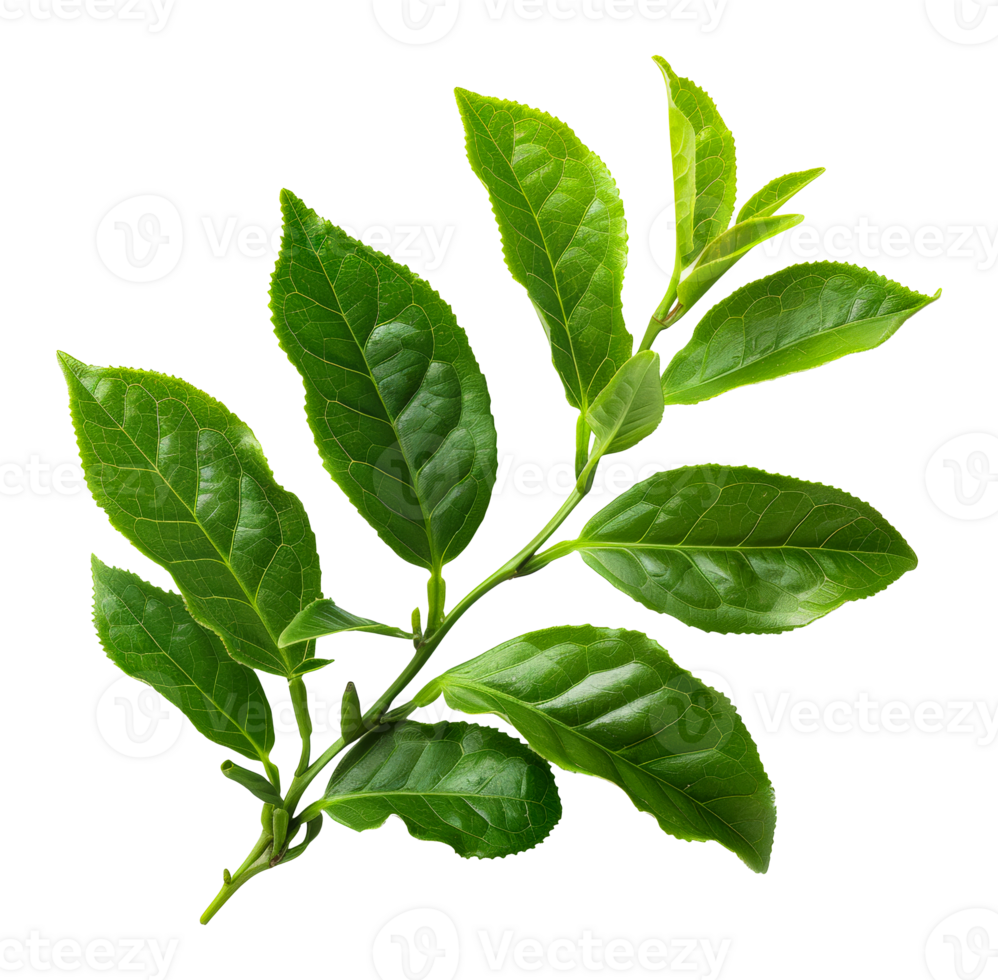 Fresh tea leaves, cut out - stock .. png