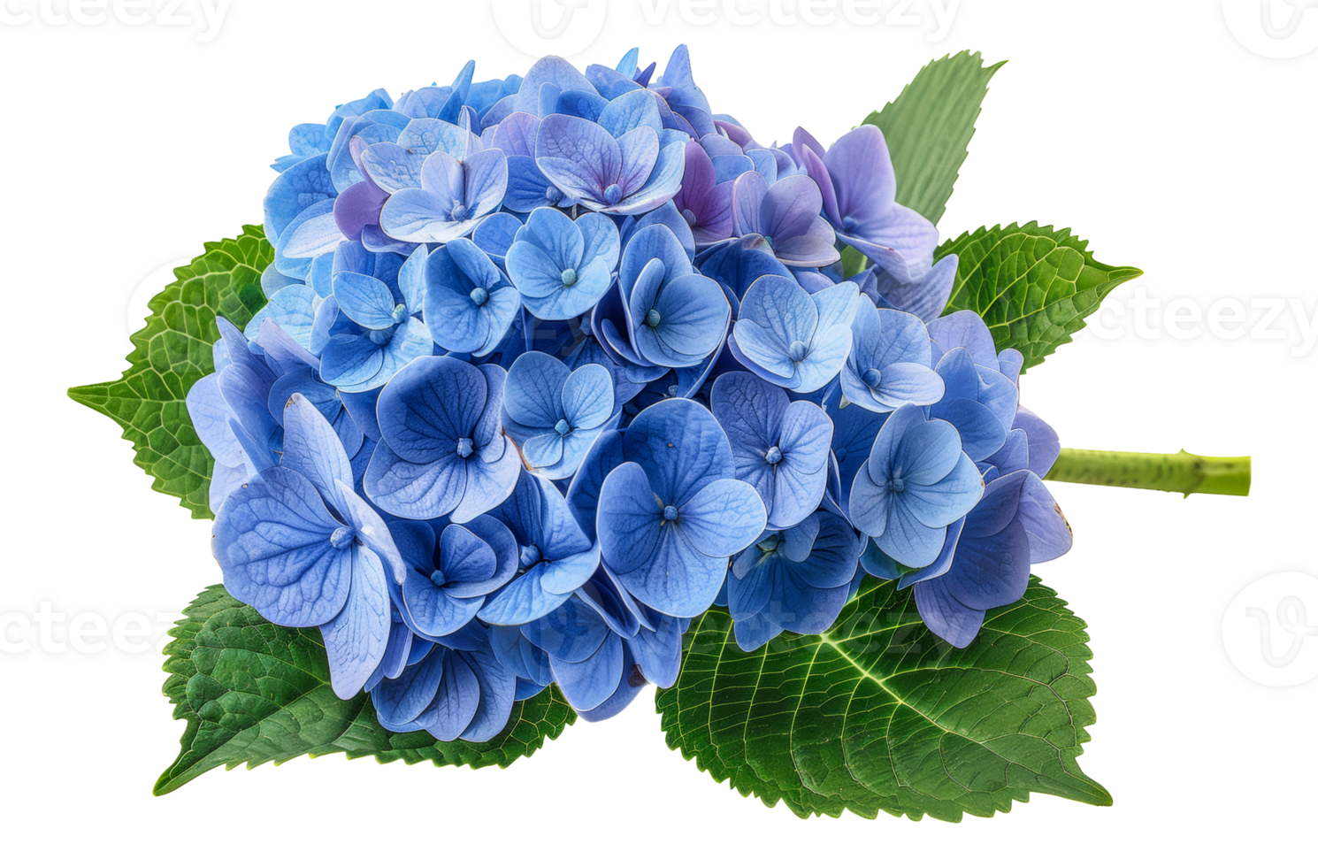 Beautiful cluster of blue hydrangea flowers with lush green leaves, cut out - stock .. png