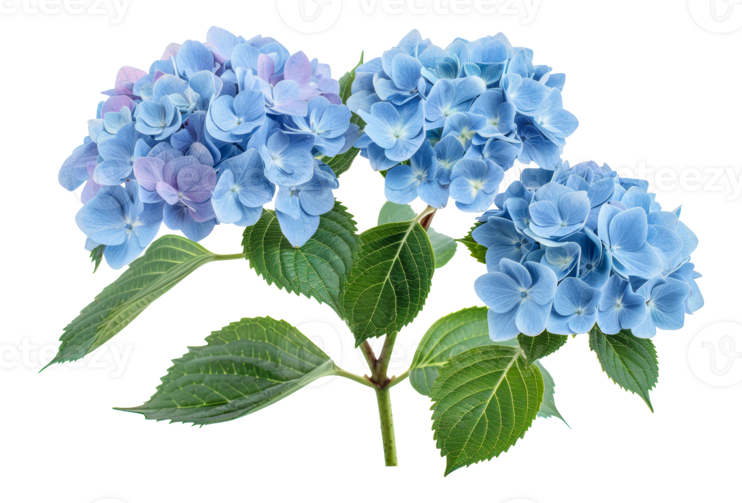 Beautiful cluster of blue hydrangea flowers with lush green leaves, cut out - stock .. png