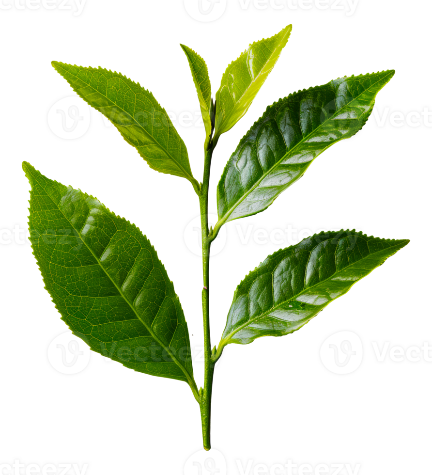 Fresh tea leaves, cut out - stock .. png