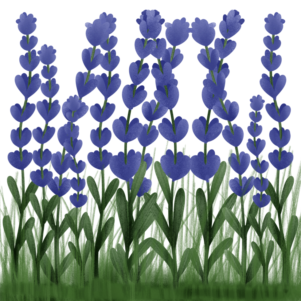 lavender flowers hand drawn png