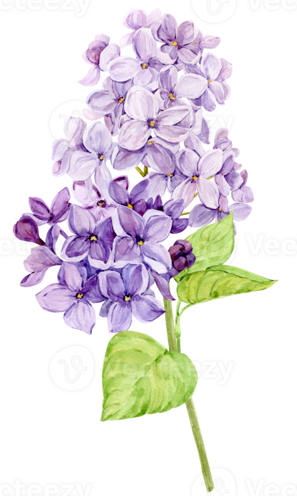 Watercolor illustration of lilac. Branch of purple syringa with leaves, flowers and buds. Fragrant spring flower on a transparent background. Botanical illustration for wedding invitation. png