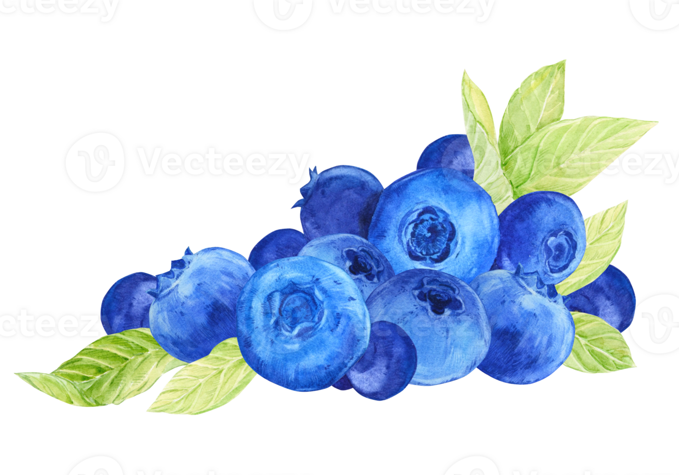 Blueberry composition. Watercolor blue berries, greens and leaves. A branch of ripe bilberry lies on the table. Illustration for packaging of eco-products, label for blueberry jam. png