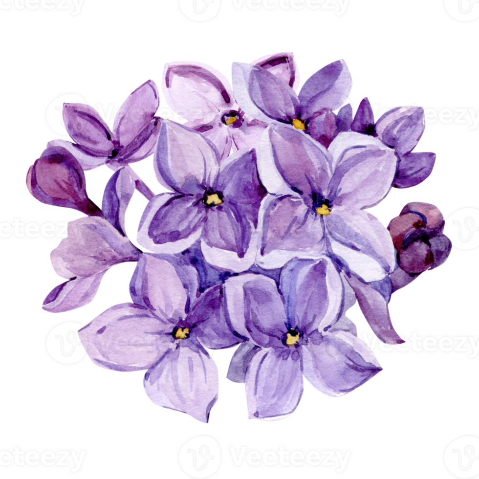 Watercolor drawing of lilac. Hand drawn botanical illustration of Shringa vulgaris. Spring purple flowers for a romantic card. An aromatic plant for packaging soap, perfume, cosmetics. png