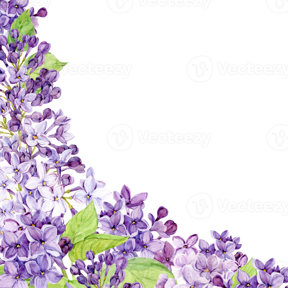 Corner composition of lilac flowers. Violet flowers on a transparent background. Watercolor illustration for the design of cosmetics, perfumes, greeting cards for Mother's Day, spring weddings. png