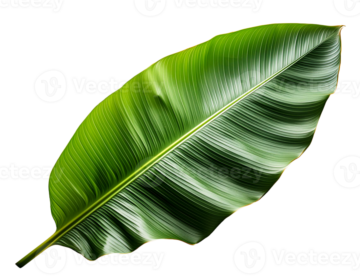 Banana leaves, Beautiful banana leaves, Tropical monstera palm banana leaves png