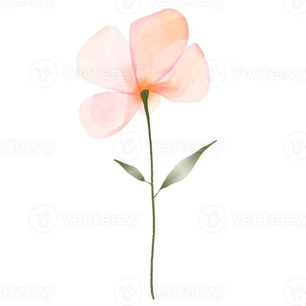 Watercolour Orange and Pink Flower on a Transparent Background png