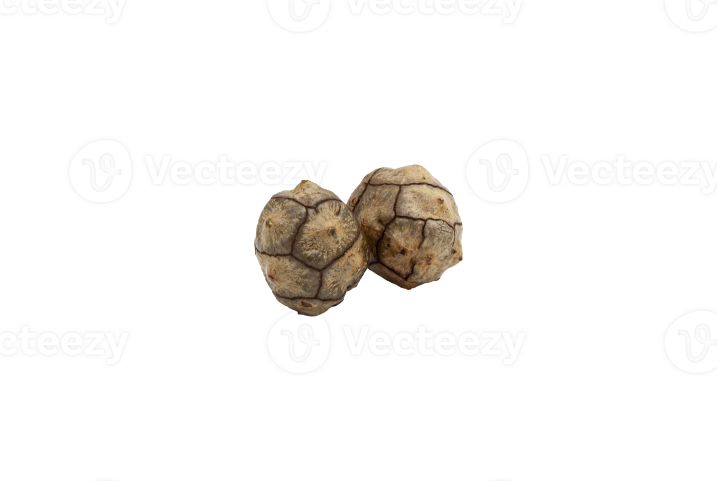 Two dry cones of evergreen cypress without background. Isolate. For text. png
